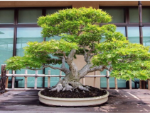 Bonsai