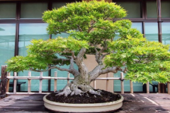Bonsai