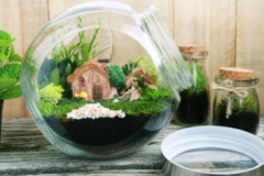Bottle-garden