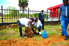 Tree Plantation with Tube Well and Solar-Powered Drip Irrigation System